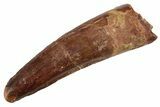 Fossil Spinosaurus Tooth - Real Dinosaur Tooth #234286-1